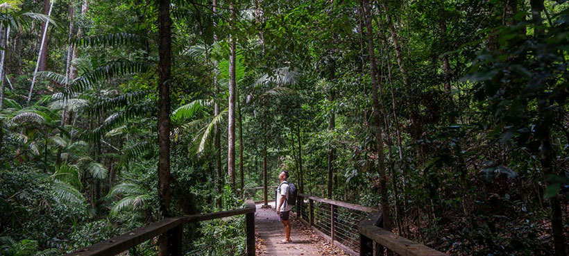K'gari Rainforest